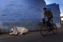 Jodhpur Cyclist and Sacred Cow