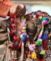 Decoration camel at the Pushkar Fair